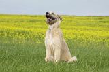 IRISH WOLFHOUND 032